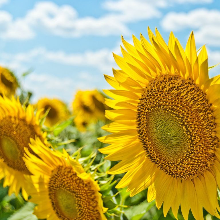 Summer Activities for Seniors